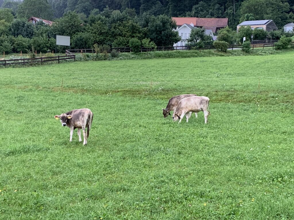 Swiss/スイス/マイエンフェルト/ハイジの村/ハイジホフの牛